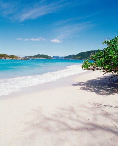 US Virgin Islands St John Cinnamon Bay Trees at the North Shore Stretched Canvas - Panoramic Images (22 X 27)