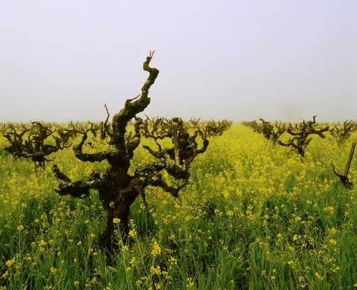 Vineyards in the Fog Napa Valley California USA Poster Print (22 X 27)